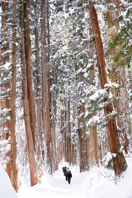 The snowy path to Togakushi Shrine, a day after a blizzard (2025)